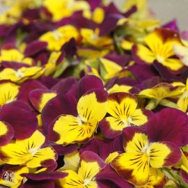 Dried edible viola fowers