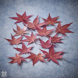Dried japanese maple leaves Momiji