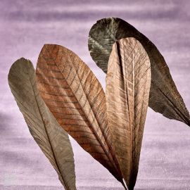 Dried Magnolia leaves
