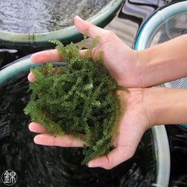 Seagrapes or Umibudo seaweed from Okinawa